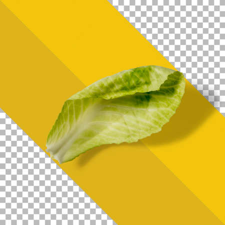 Fresh green cabbage isolated on transparent