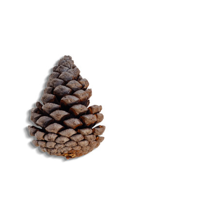 Top up view of pine cones isolated on white background. suitable for your design element.の写真素材