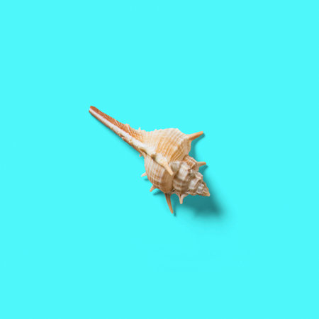 Top up up view seashell isolated on blue background. suitable for your design project.の写真素材