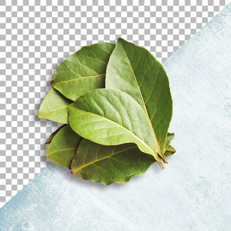 Sprig of bay leaves on transparent backgroundの写真素材