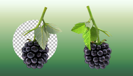 Sets of fresh berries with leaves.の写真素材