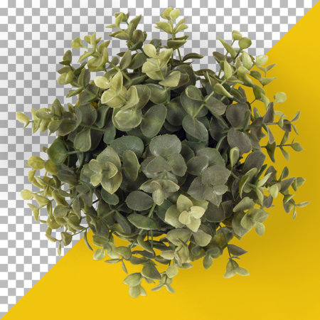 Isolated fresh green leafsの写真素材