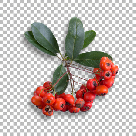 Fresh red berries decoration for your project ornament design.の写真素材