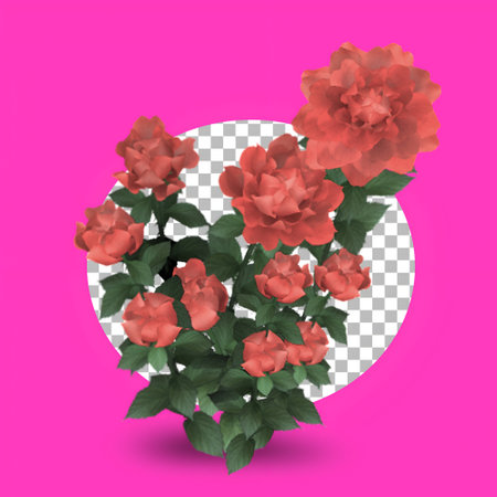 3D Red rose flower isolated on transparent background.の写真素材