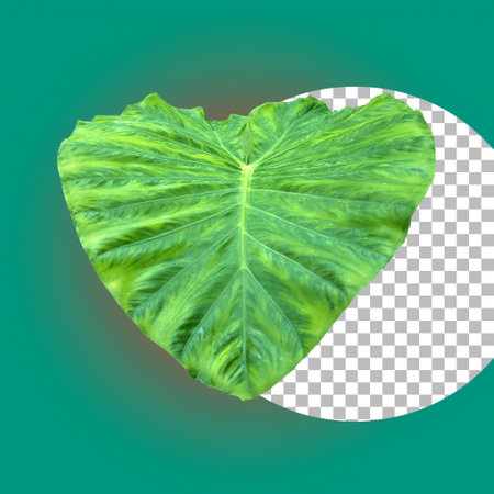 Green tropical plant leaf for nature element.の写真素材