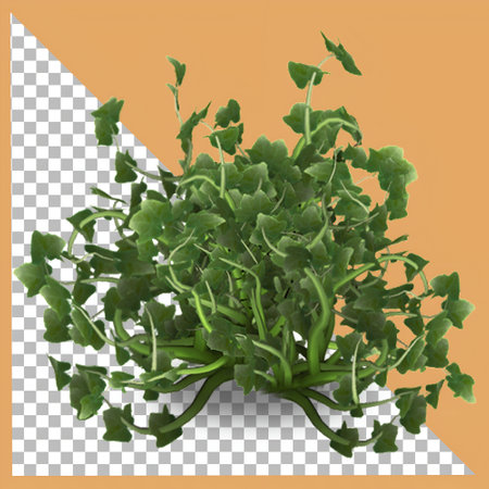 3D Ivy plant isolated with transparency.の写真素材