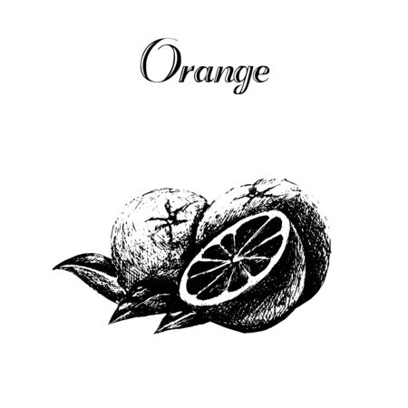 Hand drawn vintage isolated orange in grunge style.のイラスト素材