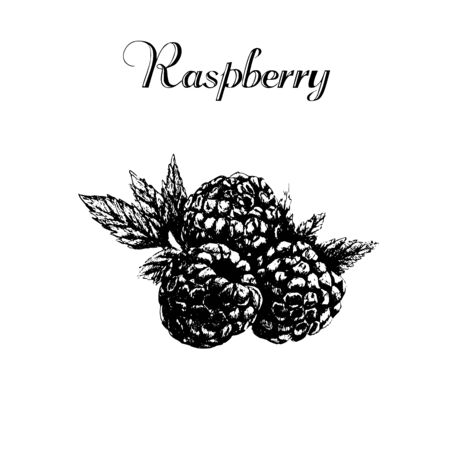 Hand drawn vintage isolated raspberry in grunge styleのイラスト素材