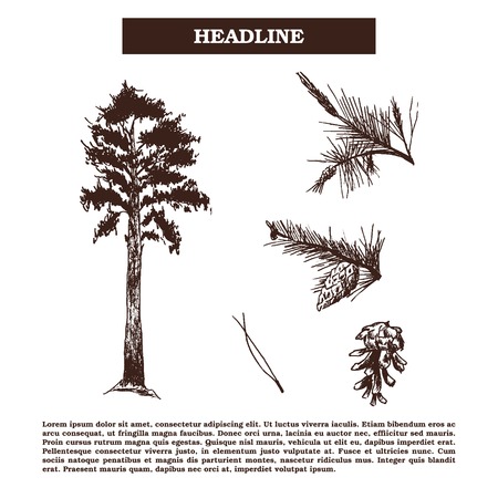 vintage hand drawn engraving illustration of pine-tree and pine cones isolated on white background.のイラスト素材