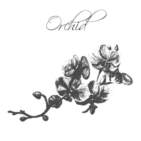 Vintage hand drawn vector illustrations of orchidのイラスト素材