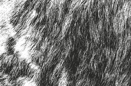 Distressed overlay texture of natural animal fur, grunge vector background.のイラスト素材