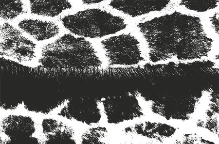 Distressed overlay texture of natural fur, grunge vector background. abstract halftone vector illustrationのイラスト素材