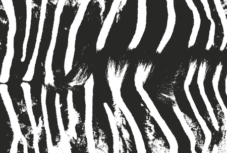 Distressed overlay texture of natural fur, grunge vector background. abstract halftone vector illustrationのイラスト素材