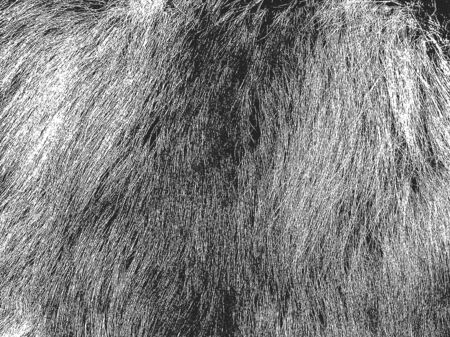 Distressed overlay texture of natural fur, grunge vector background.