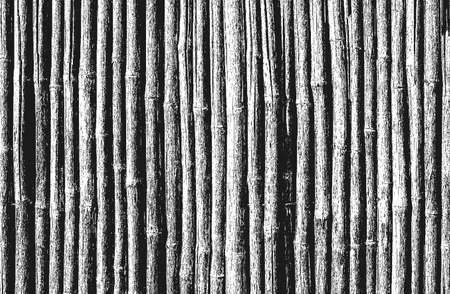Distressed overlay bambooのイラスト素材