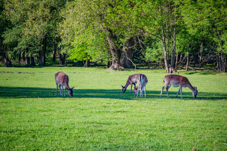 Wild deer on the meadow. Summer time.の写真素材
