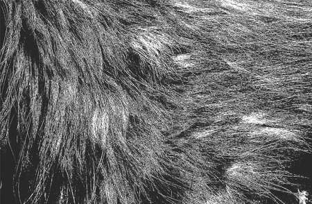 Distressed overlay texture of natural fur, grunge vector background. abstract halftone vector...