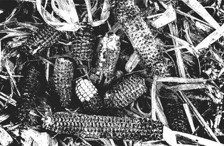 Distressed overlay closeup texture of corn. grunge black and white background. abstract halftone vector illustrationの写真素材