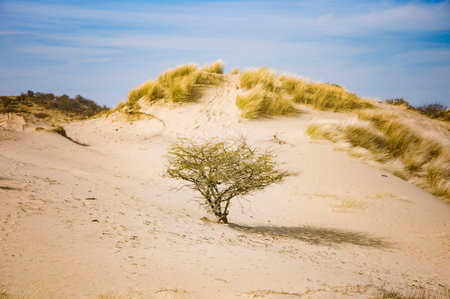 Dunes in Netherlands. Beautiful spring landscapeの写真素材