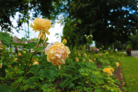 Beautiful yellow flowersの写真素材