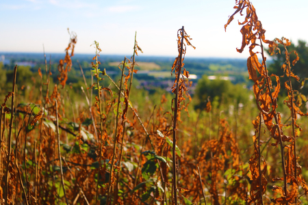 Lickey Hills Birmingham hill plants close upの写真素材