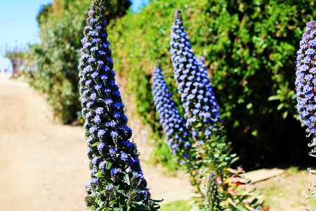 Purple flowers by the beach in Spainの写真素材