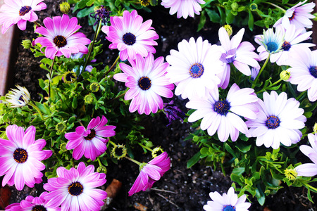 Purple and white flowersの写真素材