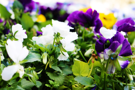 Close up shot of purple and white flowersの写真素材