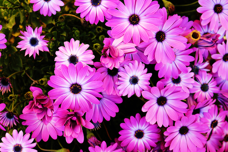 Purple flowers close upの写真素材