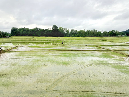 View of lush paddy field land plot with water under a cloudy sky.の写真素材