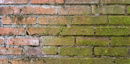 Exposed red brick wall texture on a rustic industrial building. with moss crawling and vines on the bricks.の写真素材