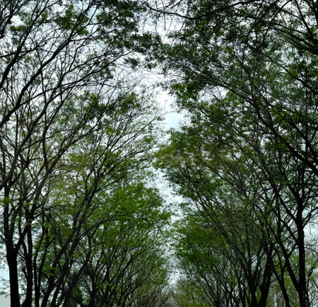 Series of Rain Trees (Samanea Saman) or Trembesi Tree in Indonesia, is a very popular tree used for...