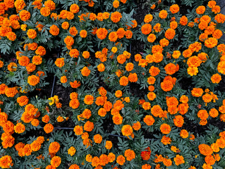 Beautiful series of orange gold marigold flowers seen from above. Flower bed seamless texture. Natureの写真素材