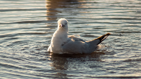Water Seagullの写真素材
