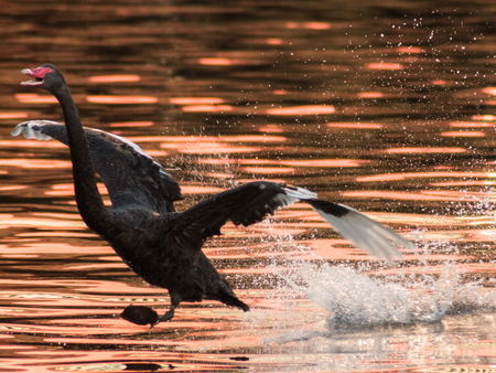 Black Swan Landing on a Riverの写真素材