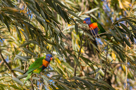 Australian Parrot Resting on a Tree Branch in a hot sunny day of summer.の写真素材