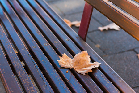 Maple leaf falling to a bench in autumn.の写真素材