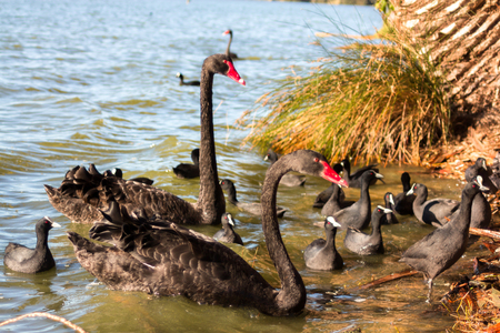 Black swan swimming with swan babies in a river in Perth, Australia.の写真素材