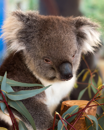 A sleepy koala ready to take a nap after having eucalyptus leaf as its lunch.の写真素材