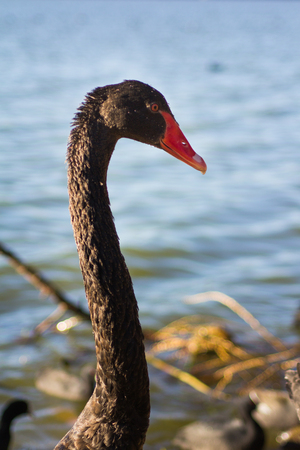 Black swan swimming with swan babies in a river in Perth, Australia.の写真素材