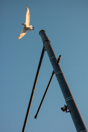 A bird is flying off from a street lamp in near sunset summer in Perth, Australia.の写真素材