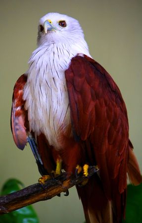 Eagle