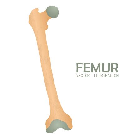 Femur bone vector illustration isolated on white backgroundのイラスト素材