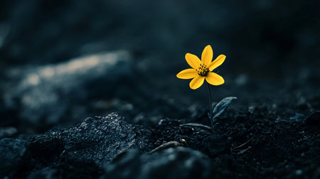 Yellow flower is growing in the dirt next to a rock. The flower is small and delicate, and it stands out against the dark background of the rock. Concept of resilience and hopeの素材