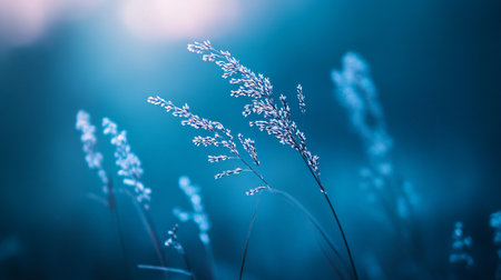 Field of grass with a blue sky in the background. The grass is tall and the sky is clearの素材