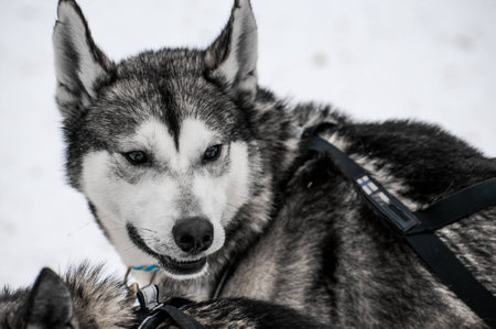husky sled dogの写真素材