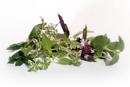 Catnip, red basil, lemon thyme, thai basil, and mintの写真素材