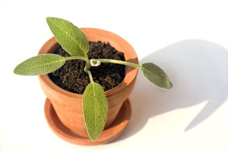 Small clay pot with herbの写真素材