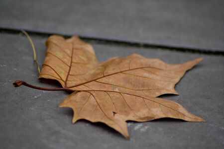 Single orange leaf on pavement