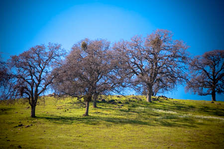Sloping lush green landscape with a row of trees mostly silhouetted against cloudless blue skyの写真素材
